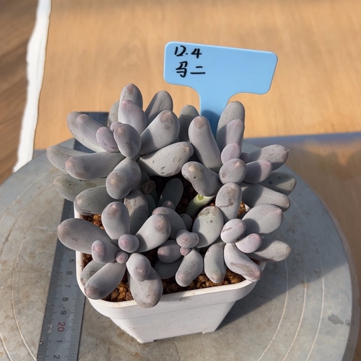 马***二米可奶多肉植物群生一颗