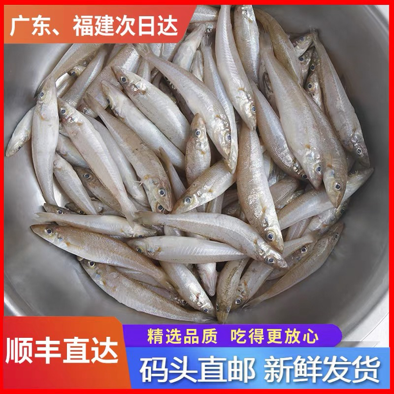 神泉本港野生沙尖鱼鲜嫩肉甜广东顺丰包邮