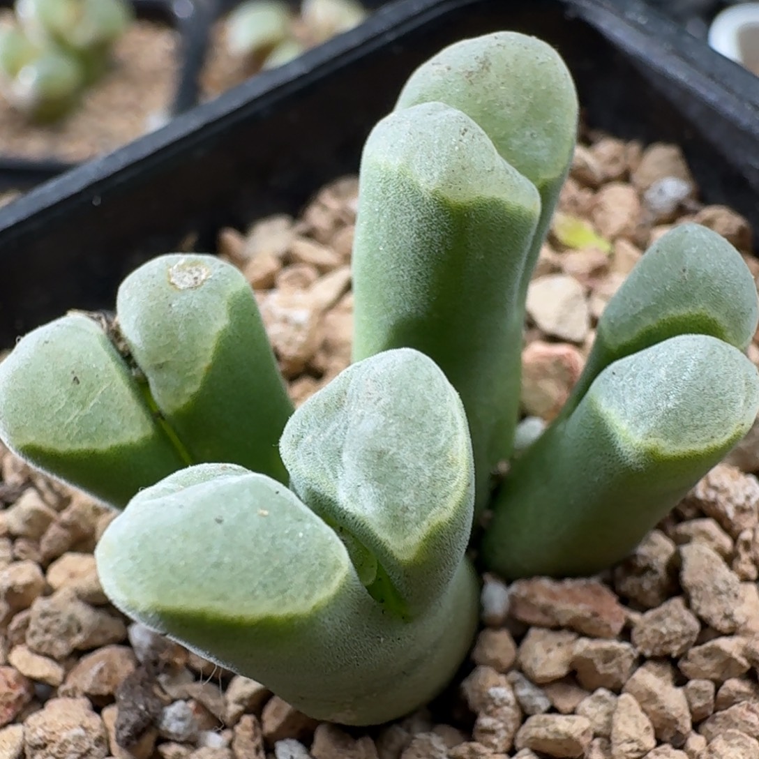 3518极窗风铃玉肉锥植物