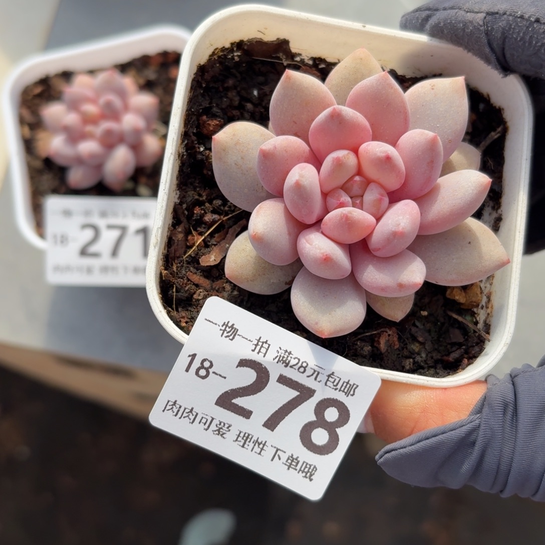 半夏无盆土发货无