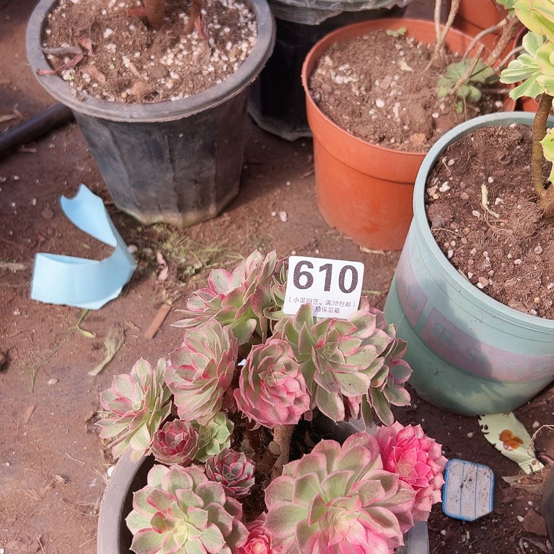 海神砍头610多肉植物