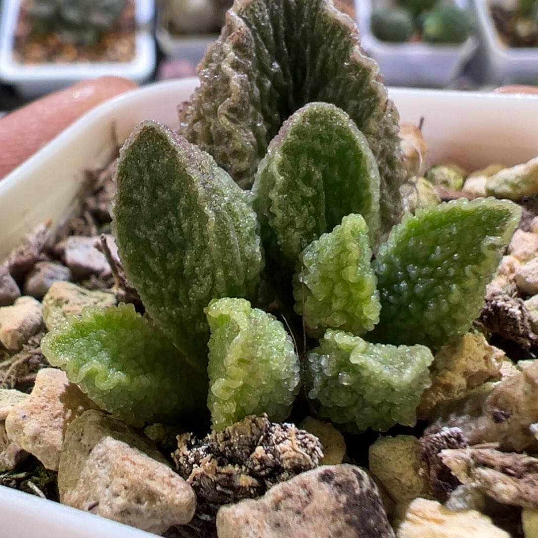 新品多肉植物水泡多肉植物