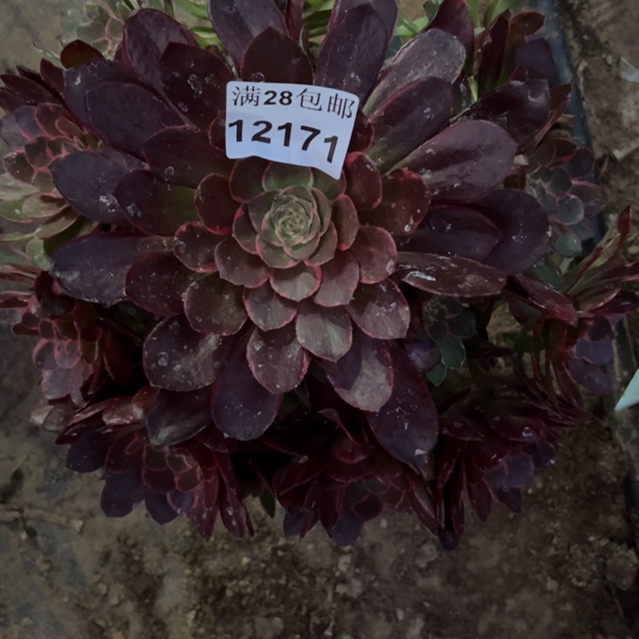 12171南莲花座多肉植物