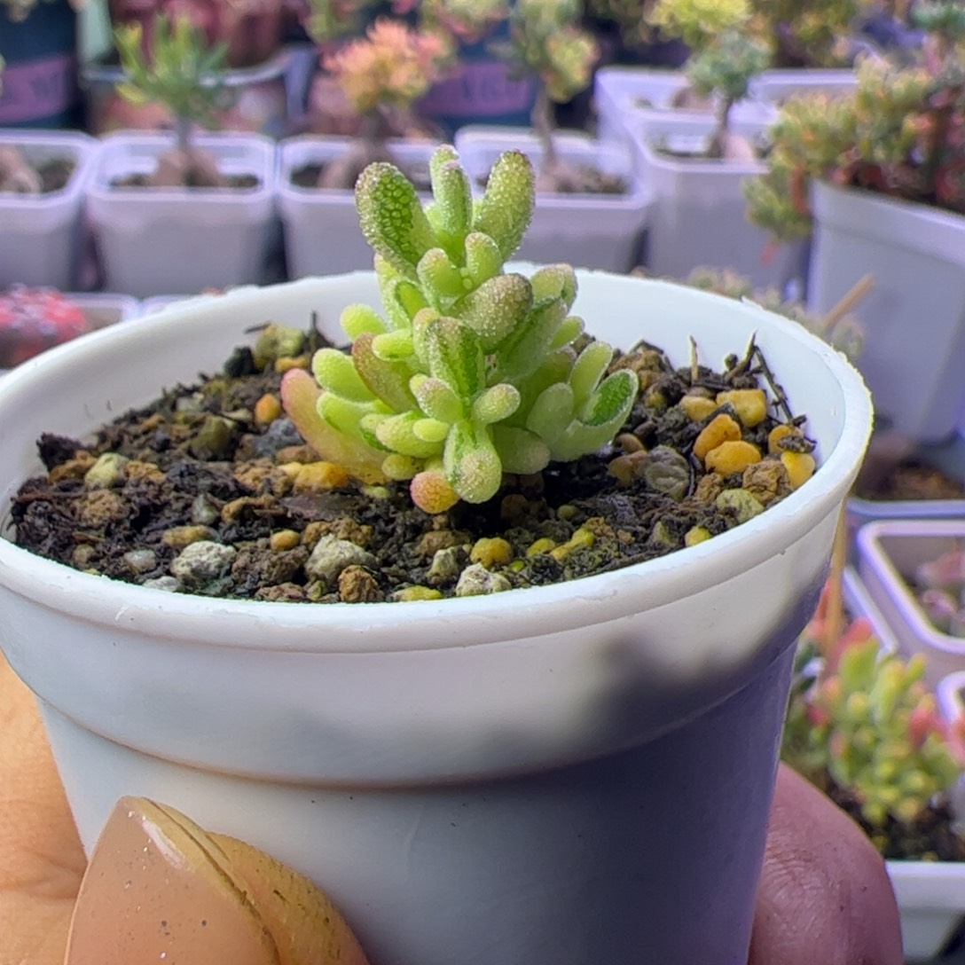 085多肉植物枝干米粒锦拉丝