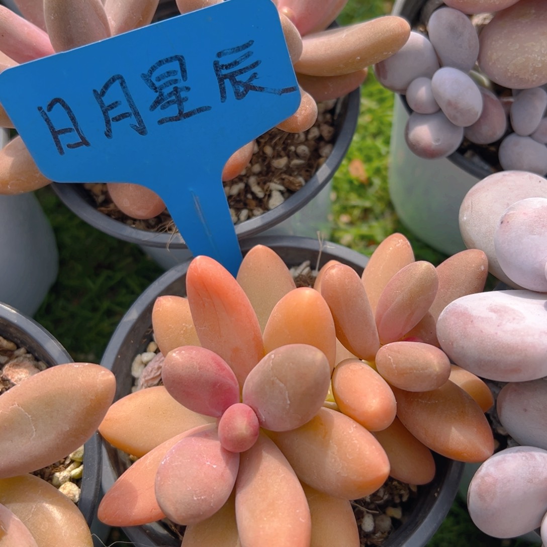 福利来了来了来了来啦来