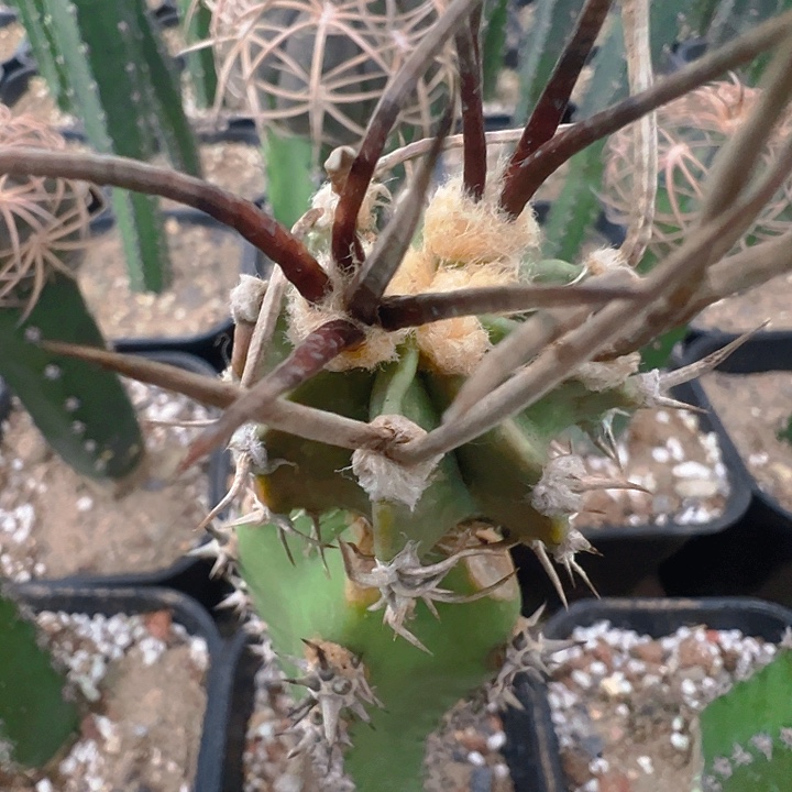 黑水牛角大凤玉。  苗接。    