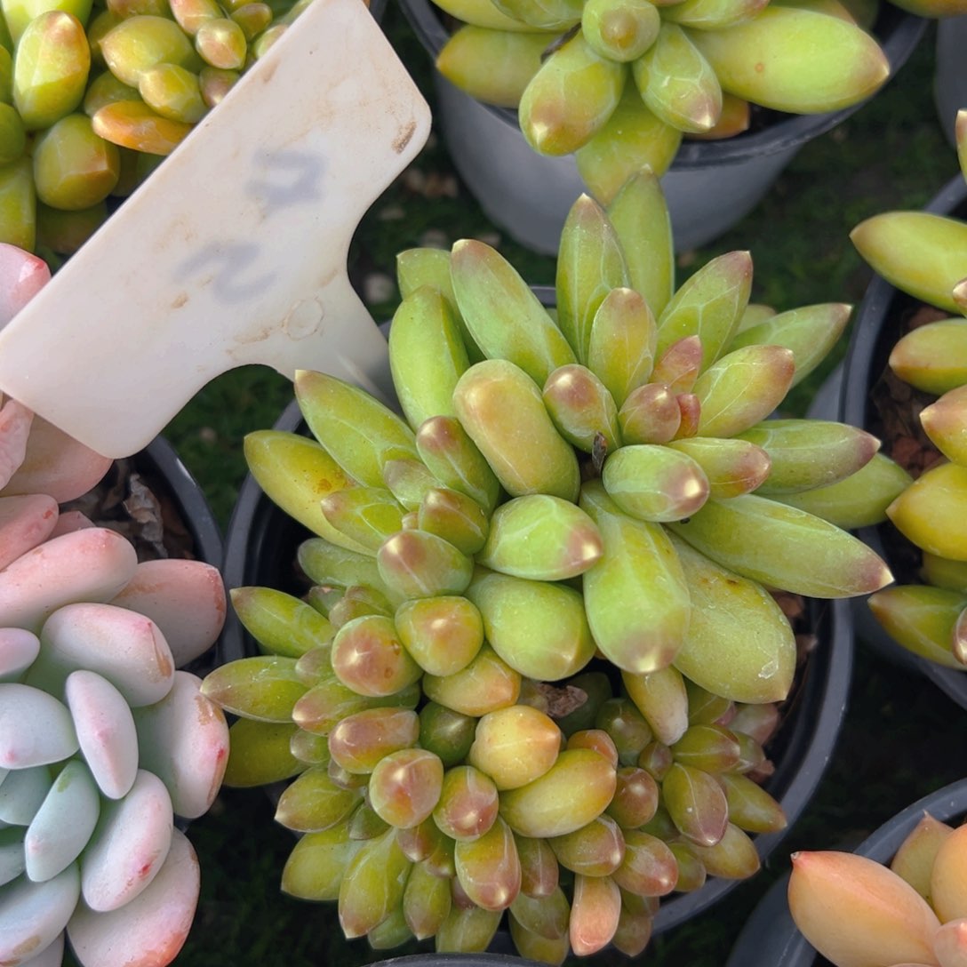 香玉等多种名贵的产品和