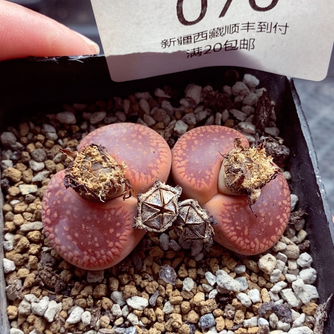 我是一只小小鸟地域鬼的070