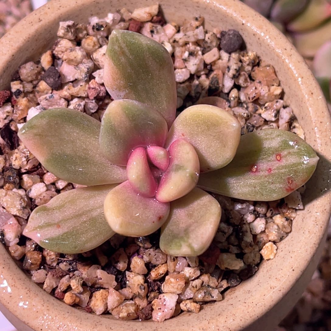 多肉特价拉丝冬美人锦头盖