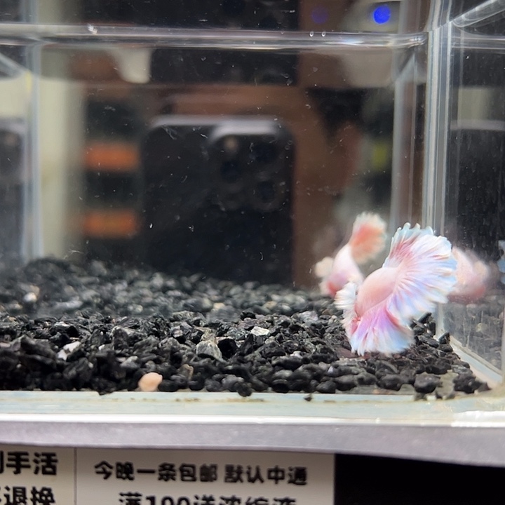 海水鱼竞拍跑单拉黑26日56