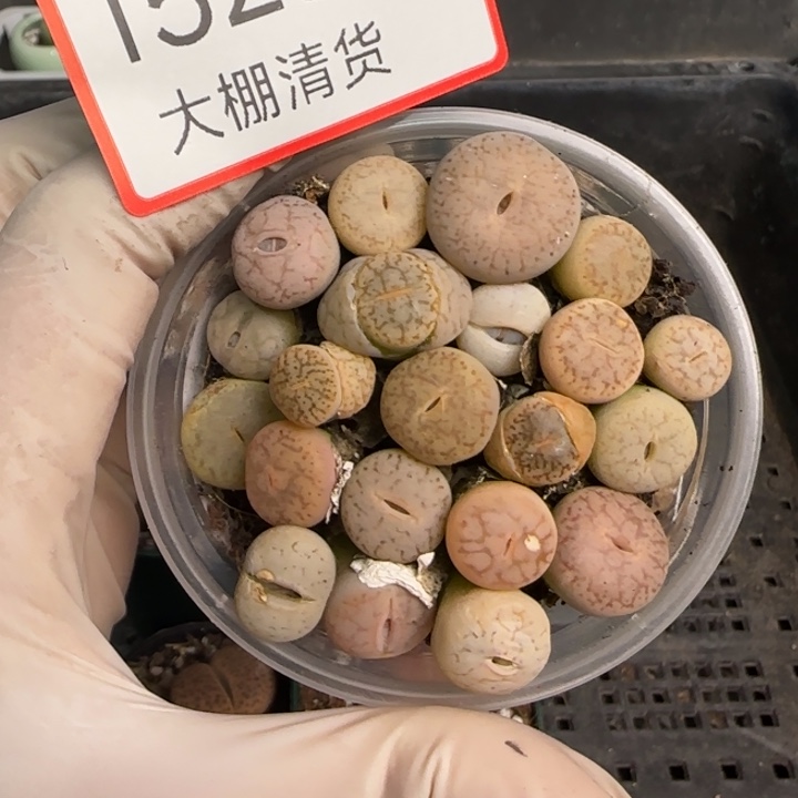 1523 大棚清仓大捡