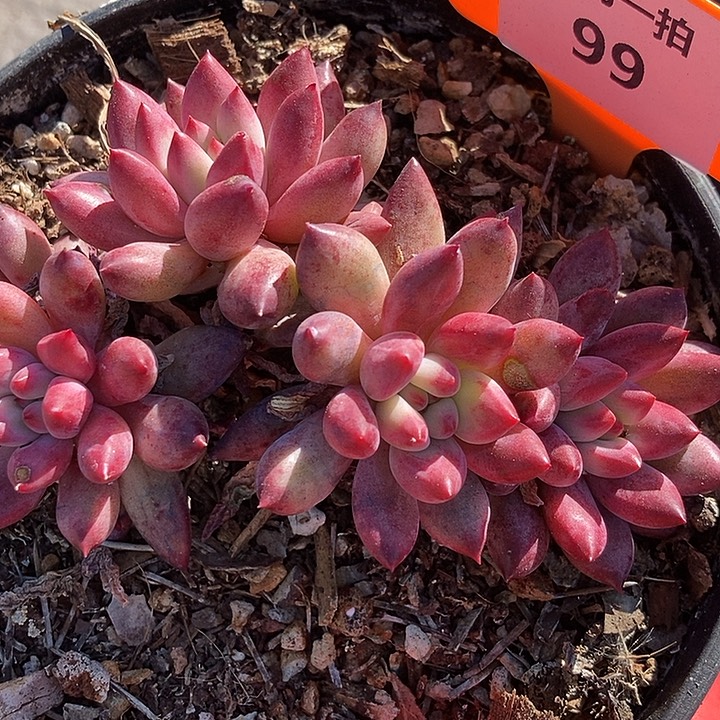 99 一物一拍不退不换