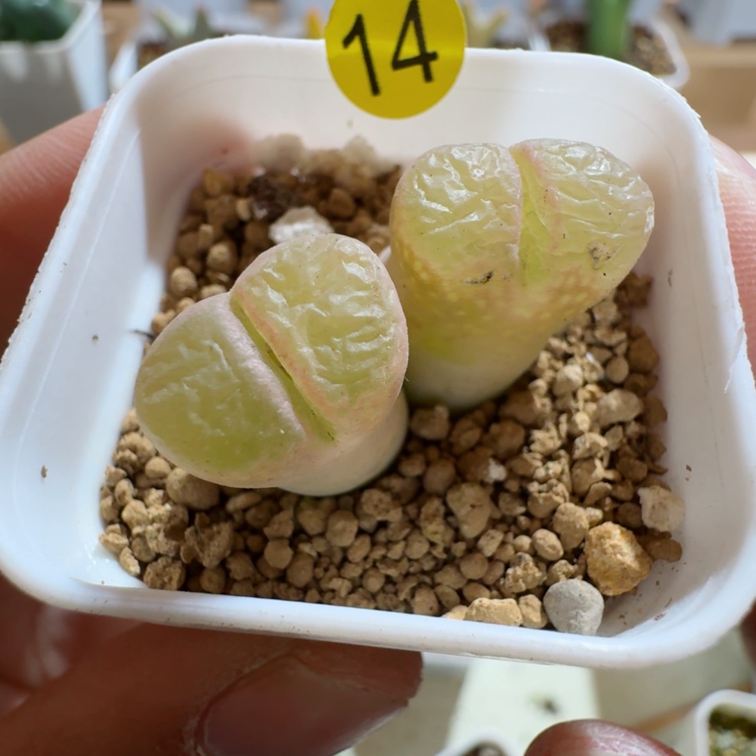 14......多肉......