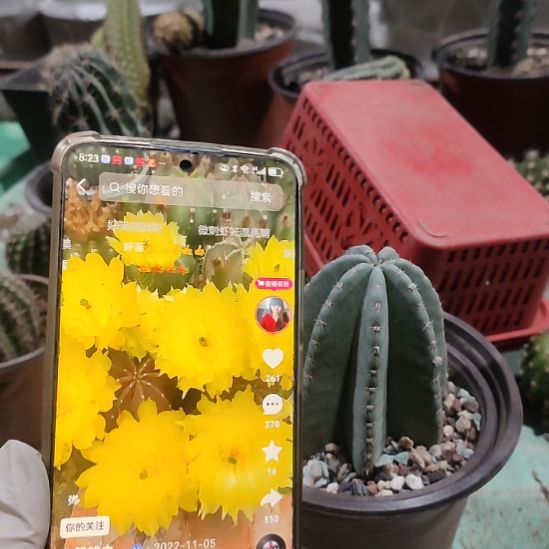 仙人球微刺虾带根