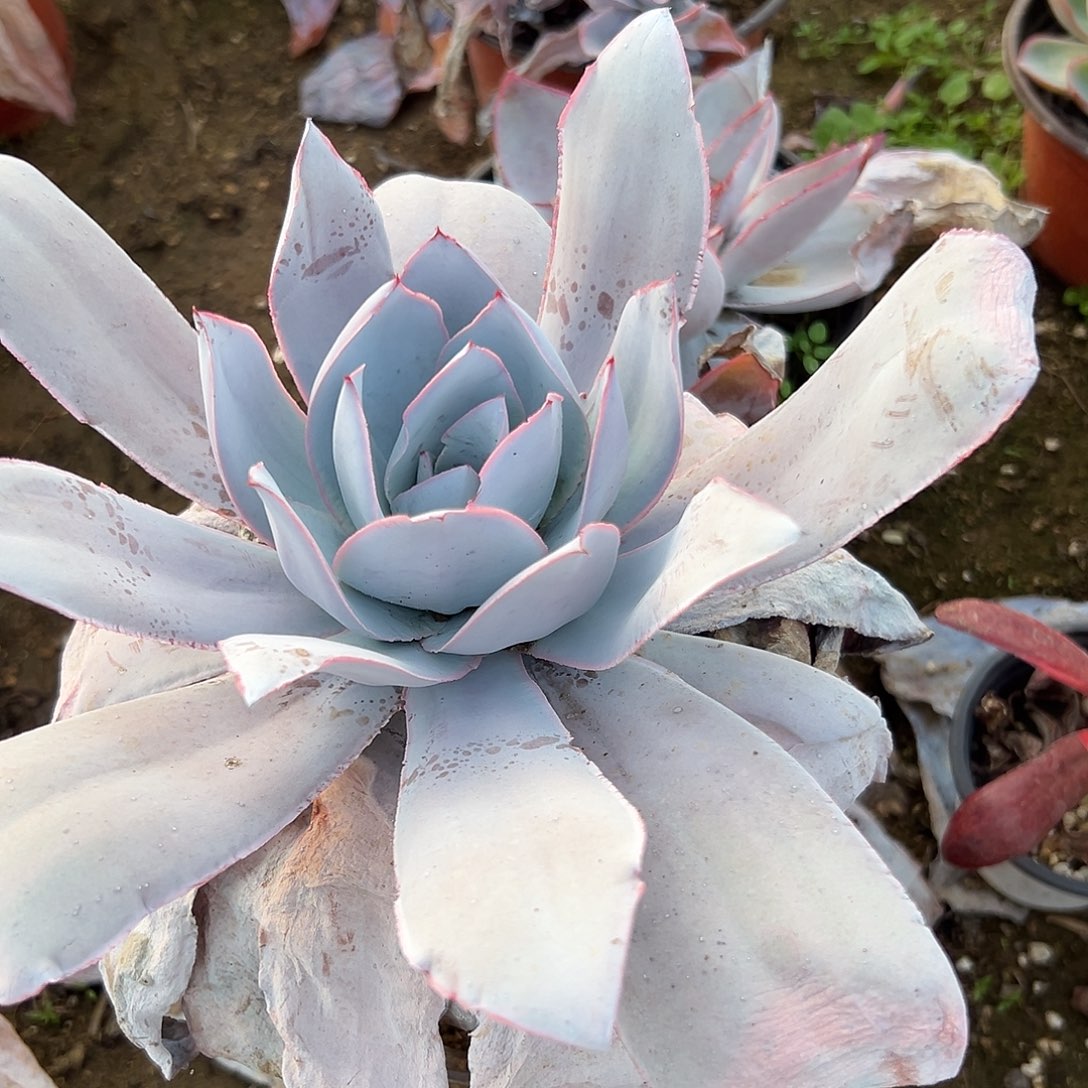 多肉植物广寒宫单头