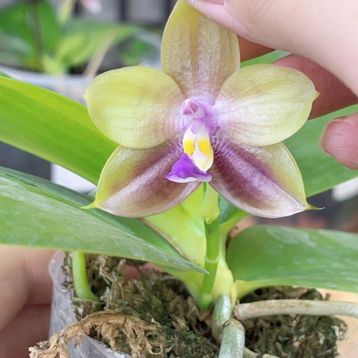 完全开放弥陀713-新品-1433