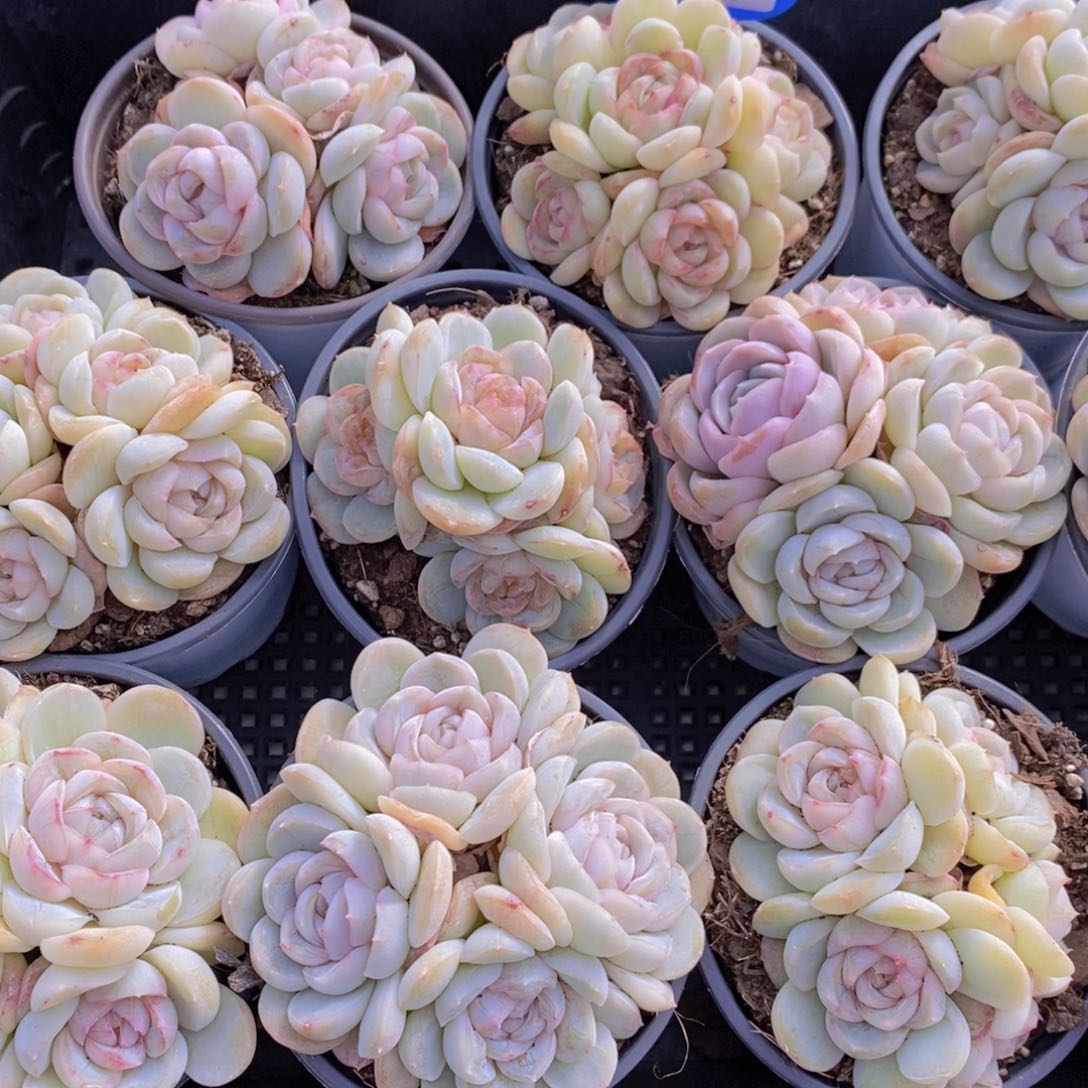 量拍46号 精品母本绿泡泡群一个