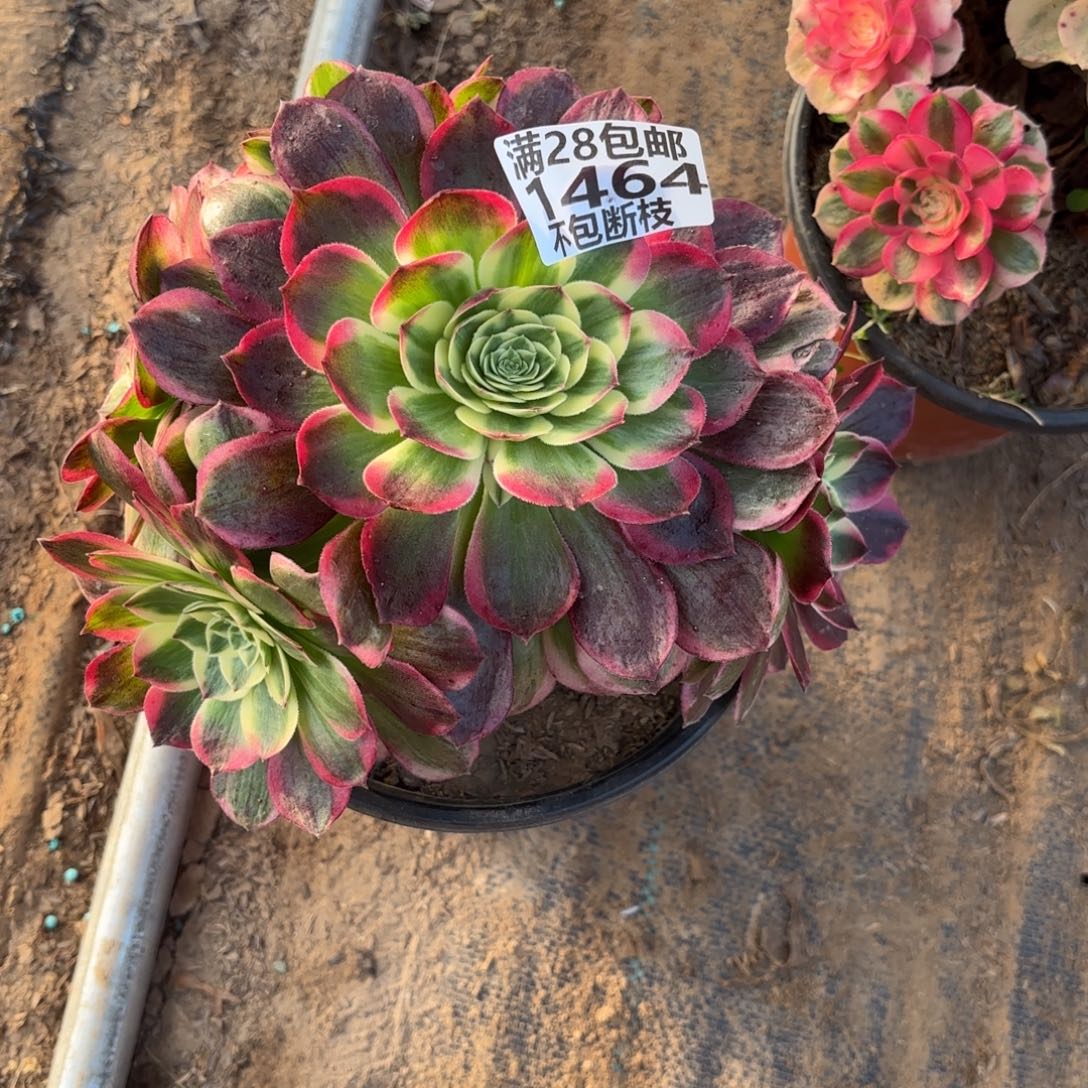 N. 1464海王多肉122333