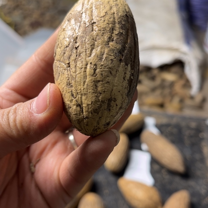 吊坠千眼菩提千言菩提14号