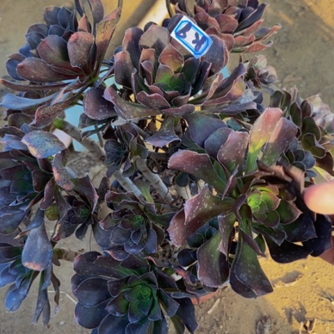 炫彩圆叶灰多肉丛林多肉28多肉