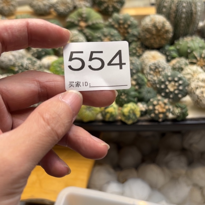 风***羁兜星球仙人球554号