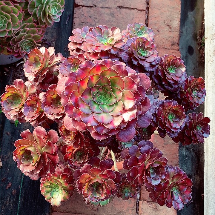 晚霞的，多肉植物