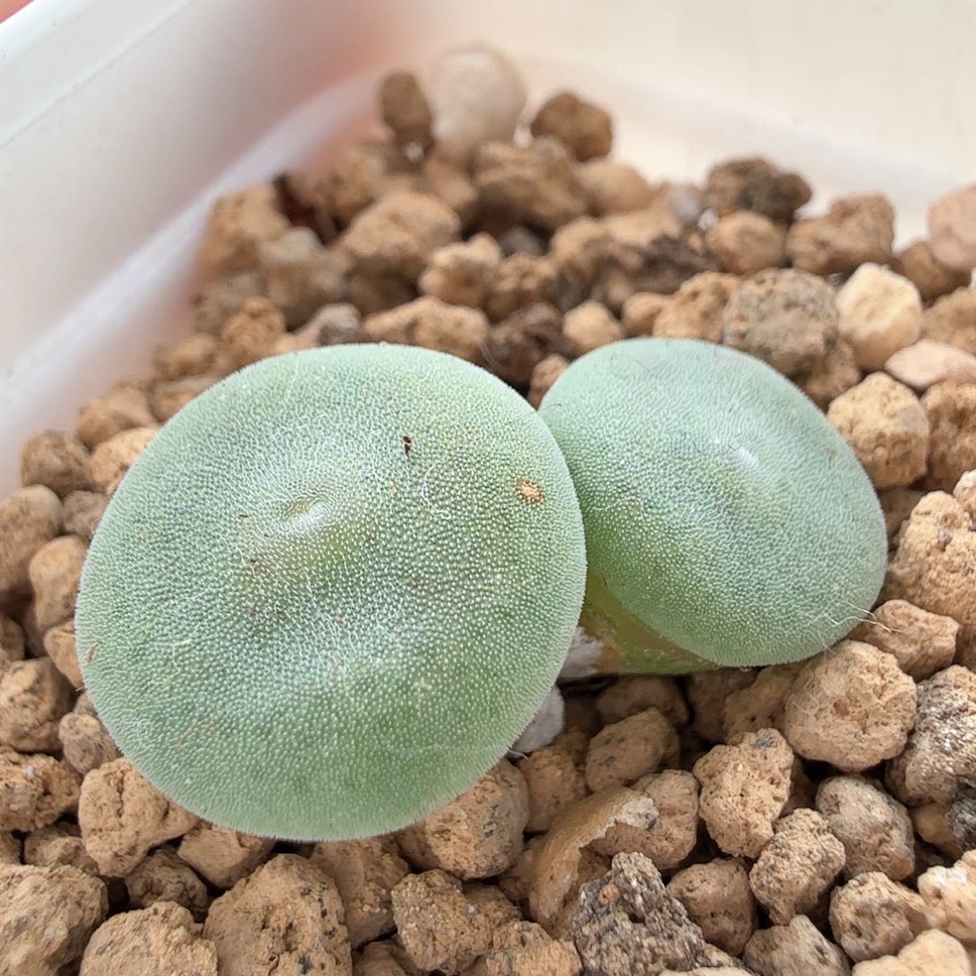 2.19.31/Evj8512毛饼/多肉