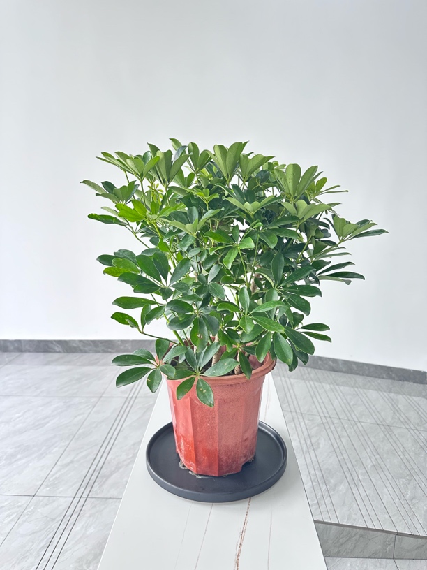 小型盆景鸭脚木空气清新