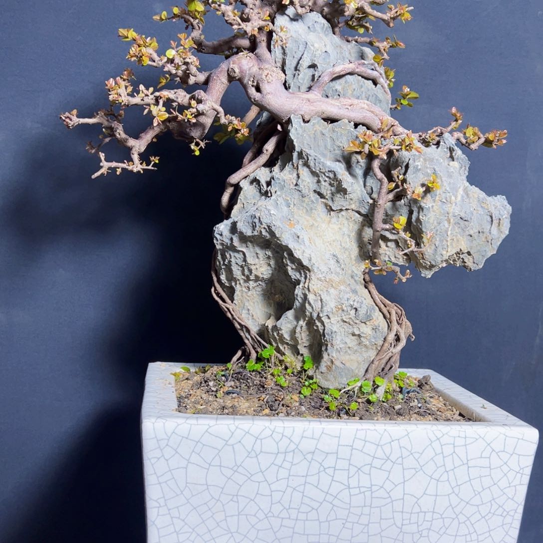 雪**鹰111111111111111