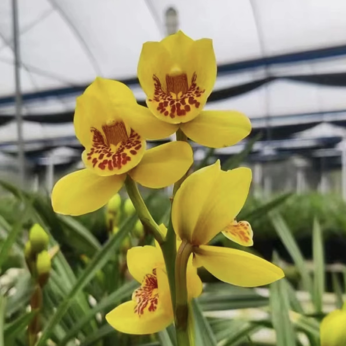 建兰-【金中国】四季兰花 花期长 好养 花大