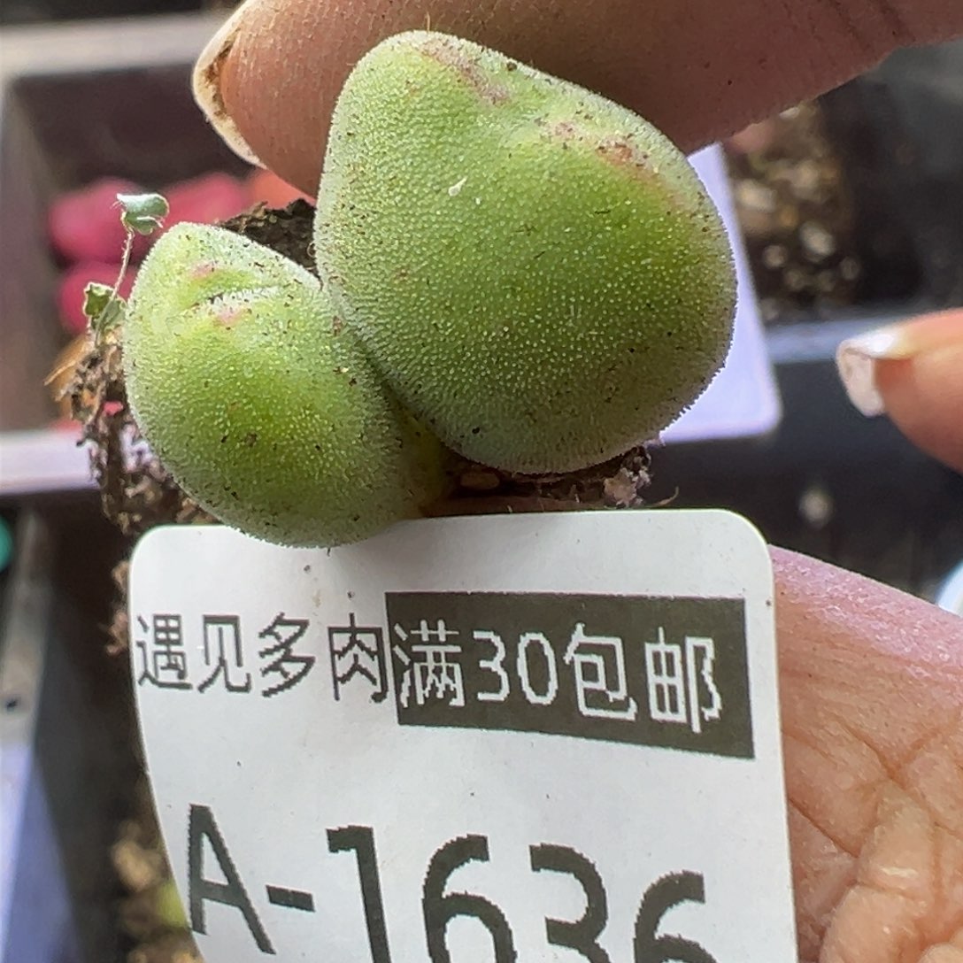 小****你多肉植物111111111111111