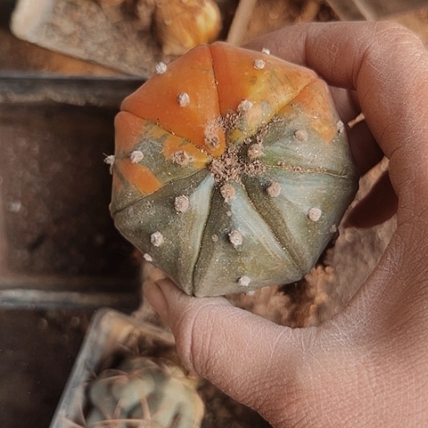 1112处理瑕疵仙人球