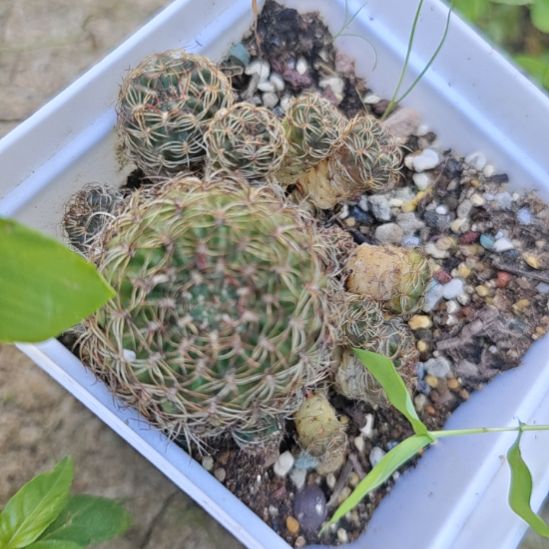 实生丽花属仙人球，