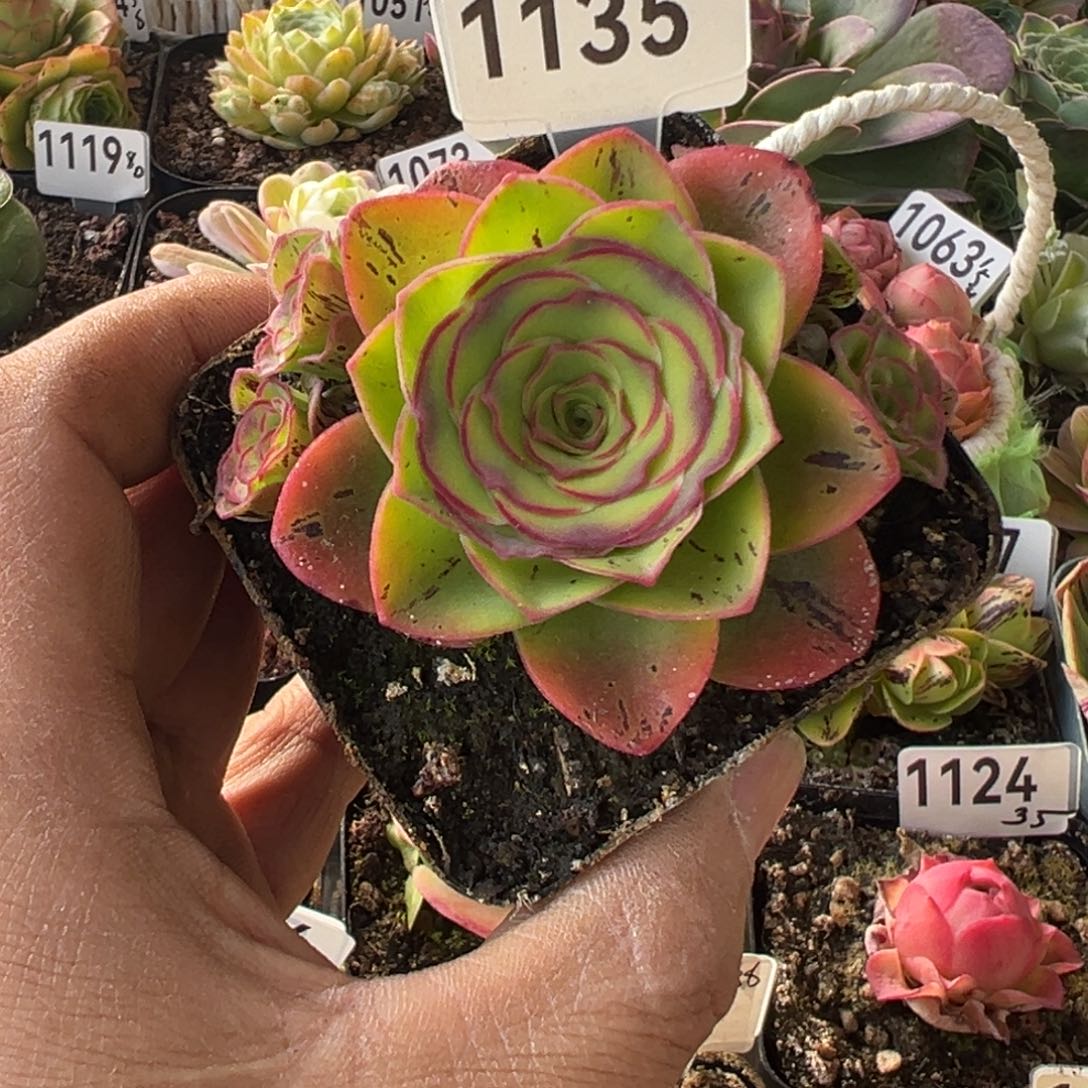 红叶1135山地玫瑰多肉