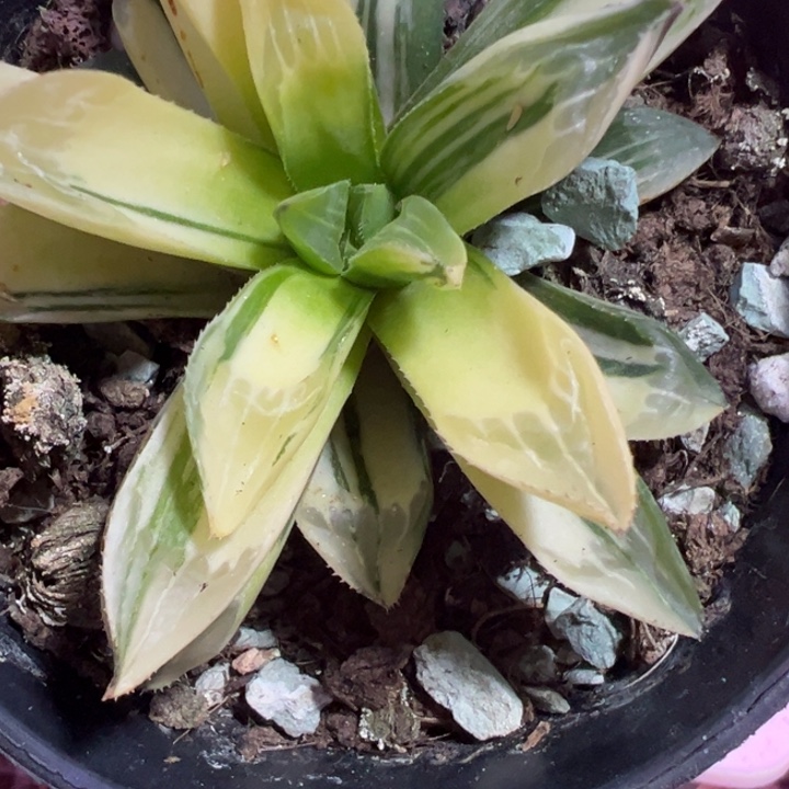 雨露锦多肉植物萃取
