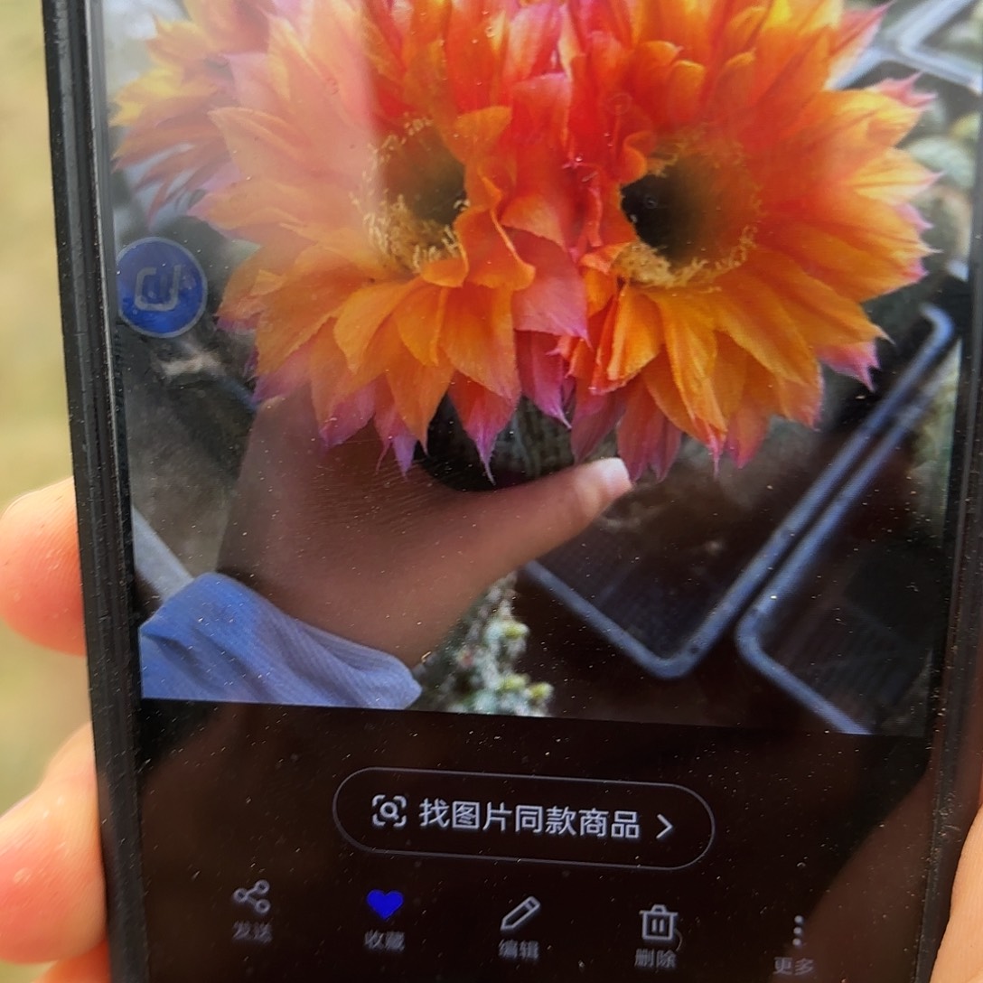 带根昨日重现20包邮瑕疵4-5公分