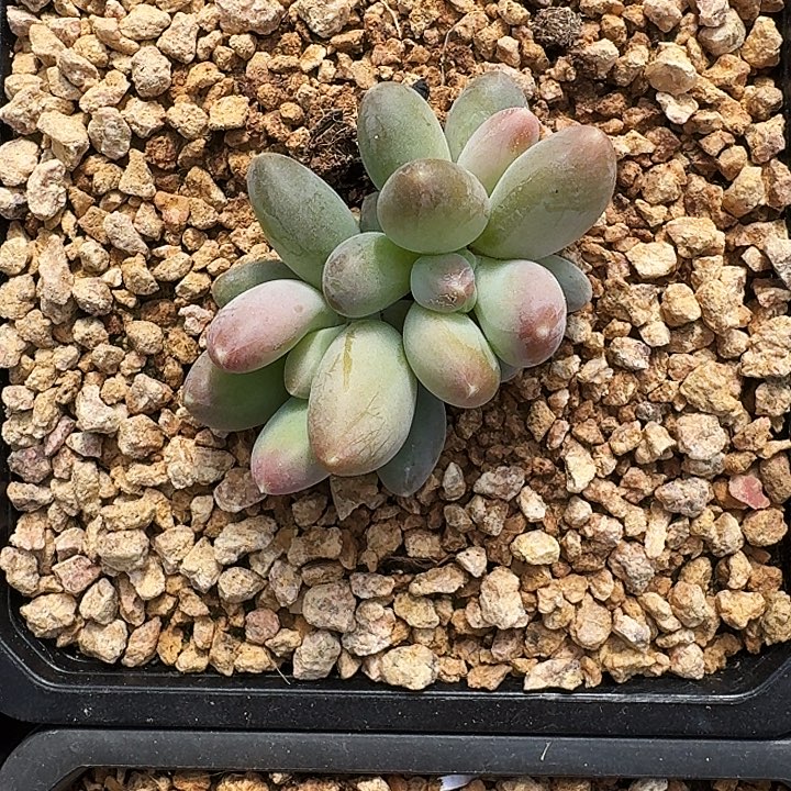 X系美人新品 一物一拍