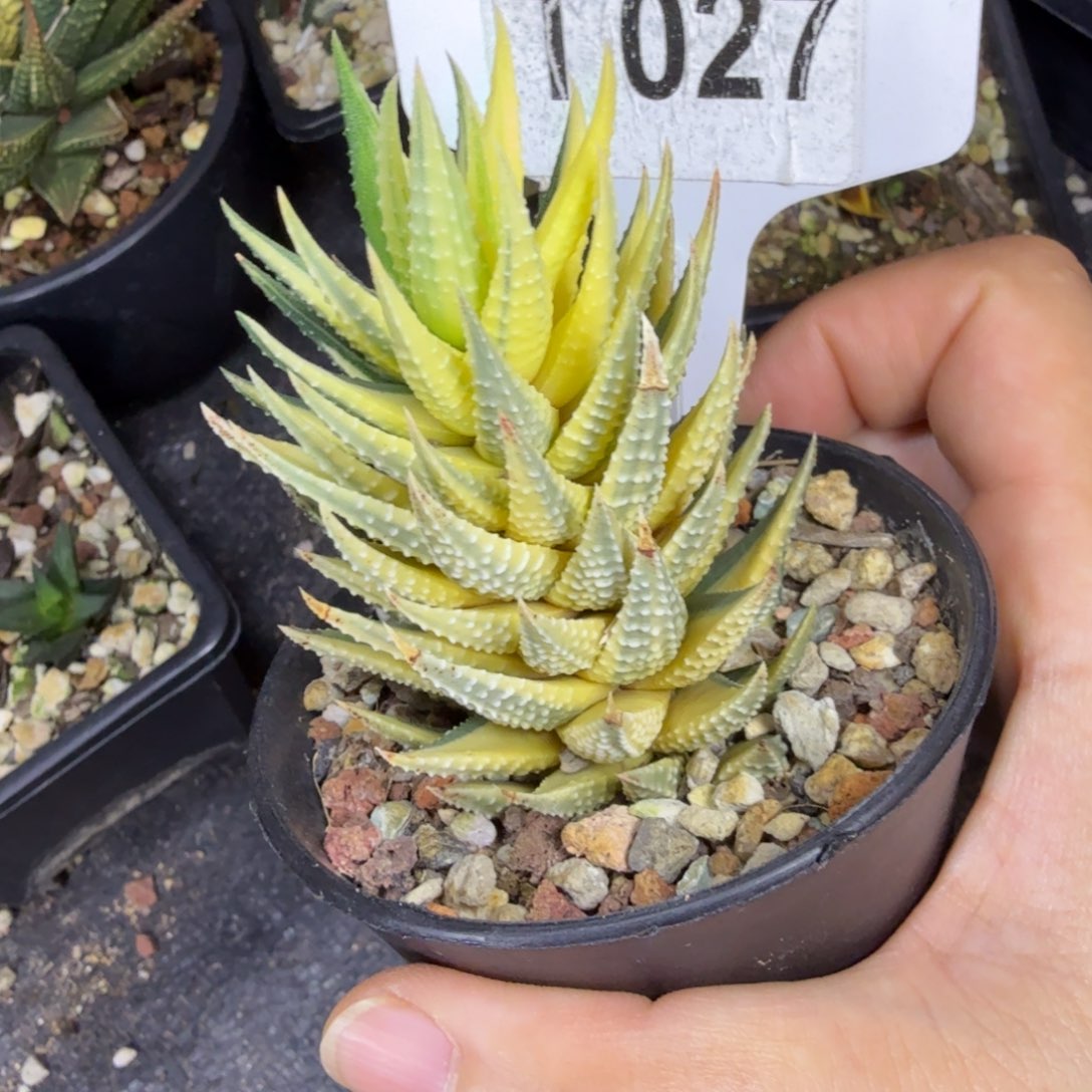 福利古迪锦带盆发