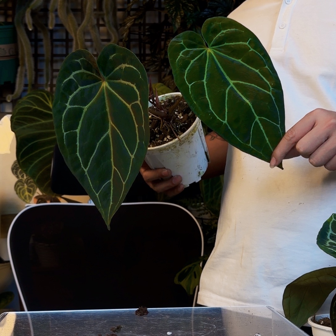 完全开放哥伦比亚U198