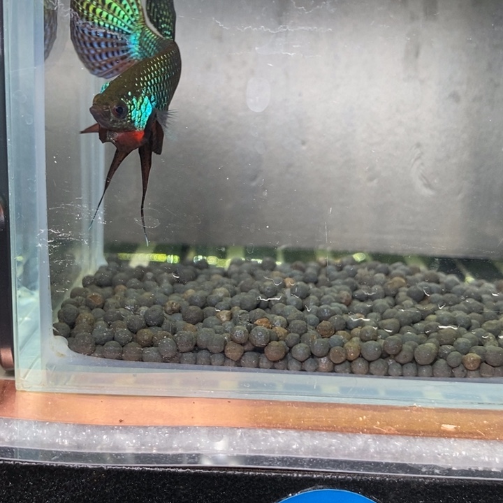 斗鱼泰国斗鱼297号