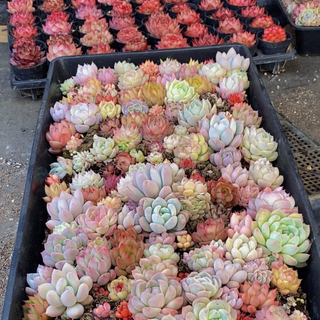 148多肉植物保护研究所所长助理