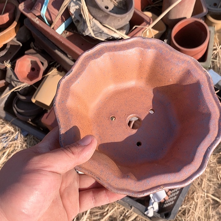 紫砂哈哈真的是太给力太火爆了