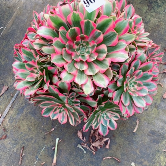 多肉植物妖月969