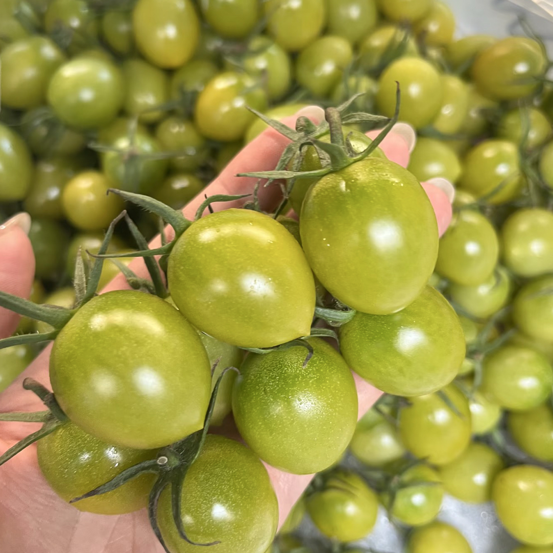 沁甜绿番茄一口爆汁超甜青甜二号新鲜现摘当季水果绿色小番茄圣女果多汁薄皮脆甜孕妇绿色樱桃小番茄山东省