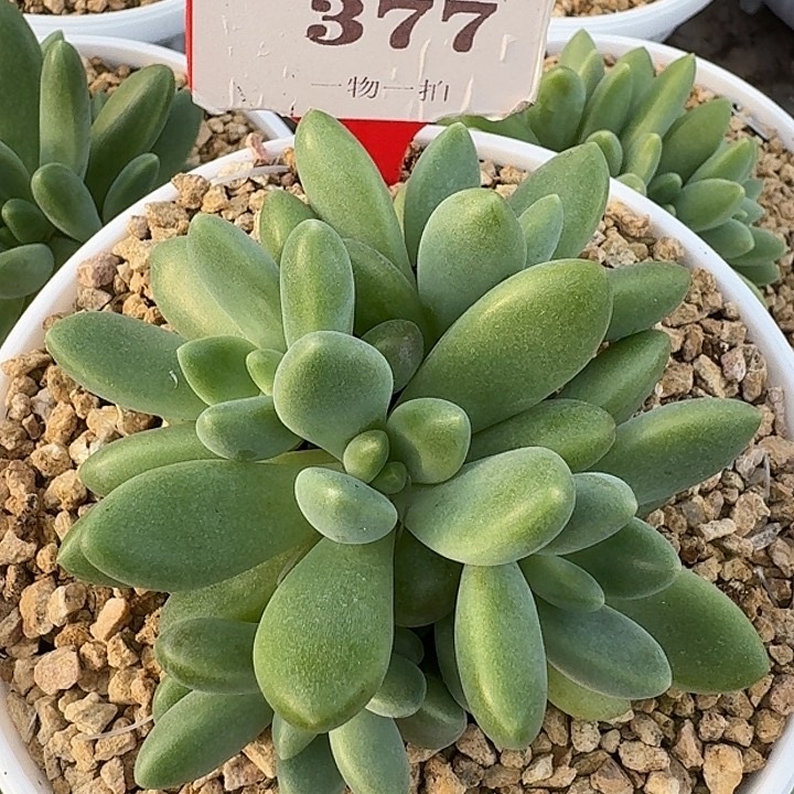 橙色奇迹377多肉植物
