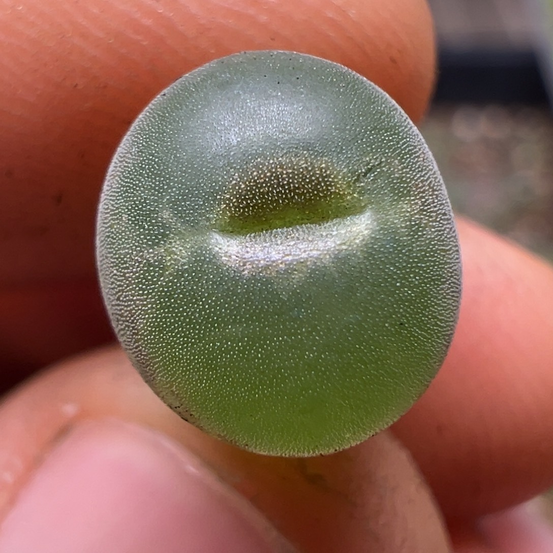 08粉红女郎纽扣母本一物一拍