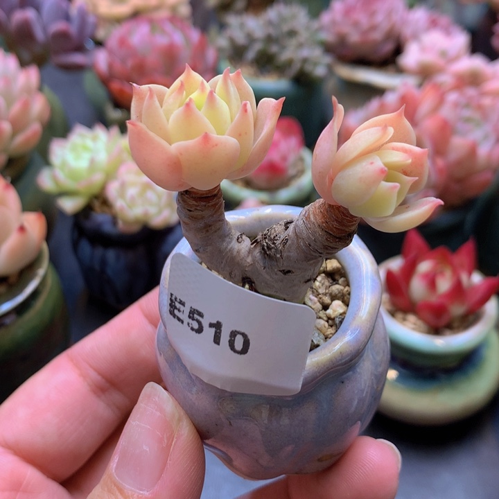 一物一拍含盆土满38包邮E510