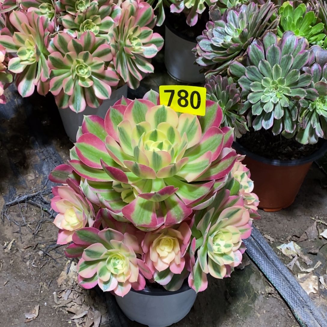 粉女巫多肉法师780