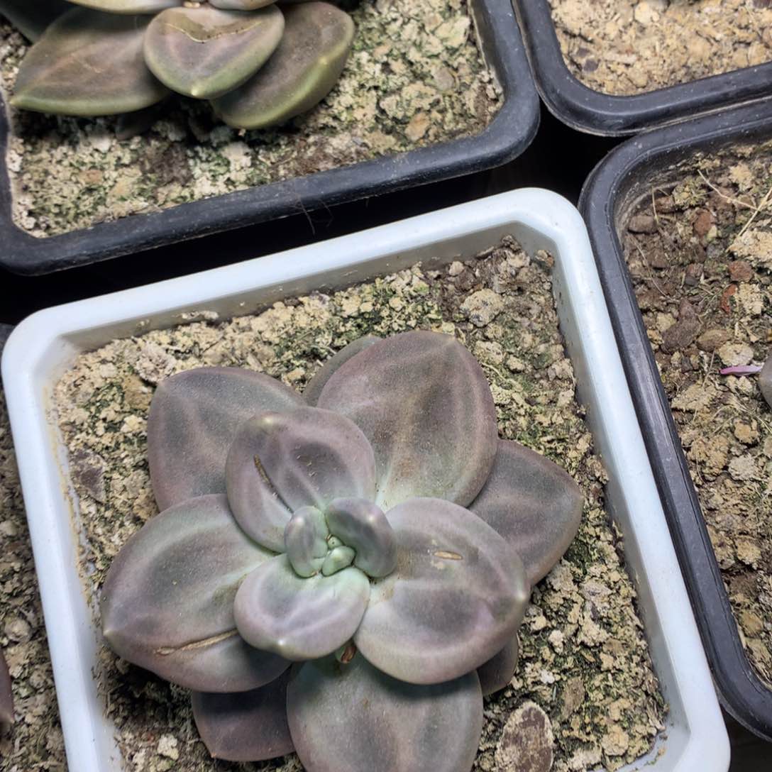 多肉植物多肉植物