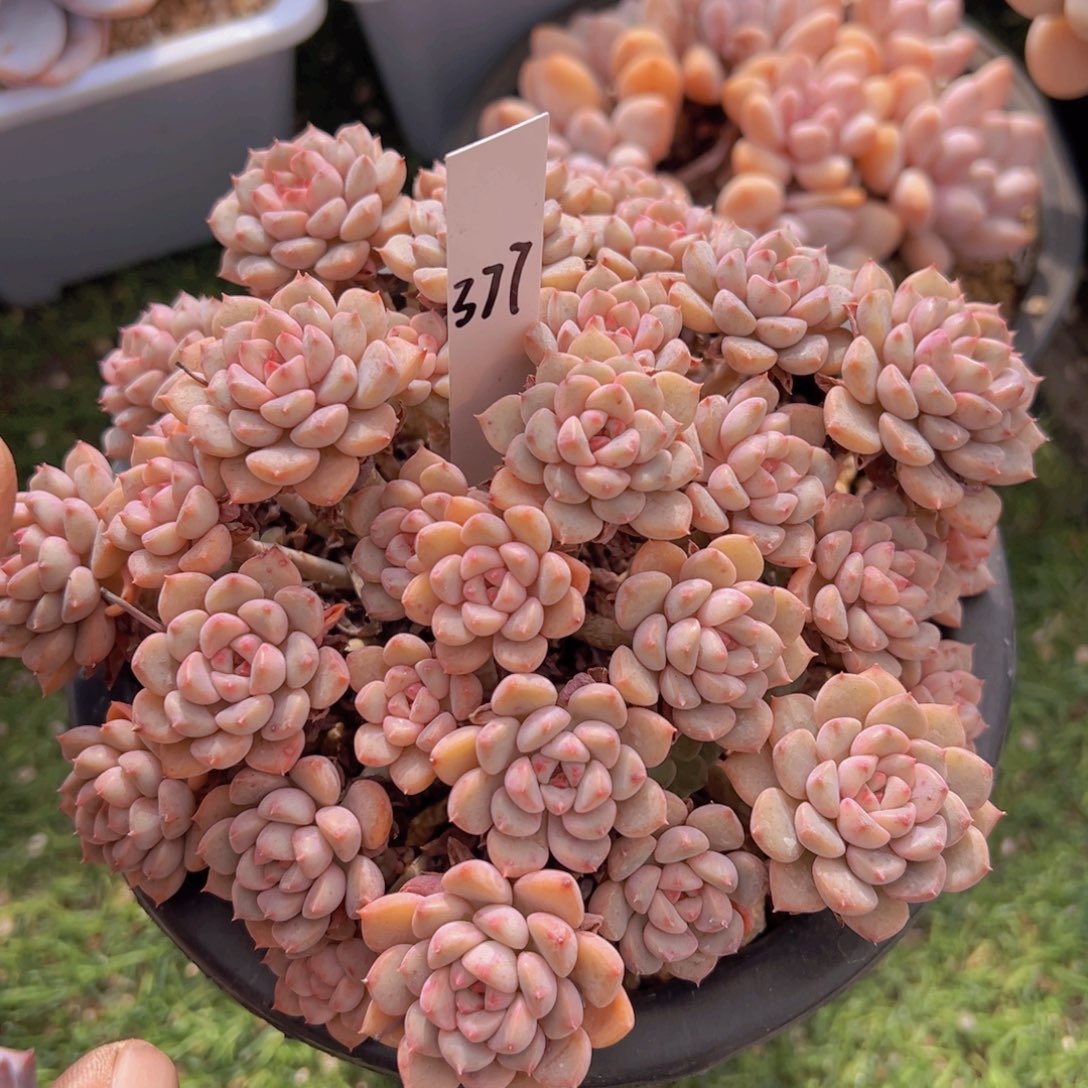 香玉的故事是一个人的故事吗